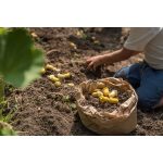 GRAPAT MANDALA -  TULIPÁN